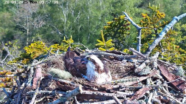 A bird of prey, likely an osprey, rests in a nest made of sticks and moss, situated among green pine branches. The nest is on a tree, with a background of lush green foliage. The image is timestamped at the top, showing the date as April 28, 2025, and the time as 09:57:34 on a Monday.