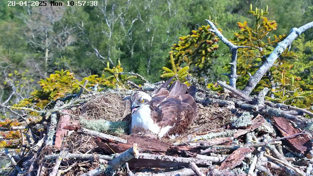 A nest made of twigs and branches sits high in a tree surrounded by green foliage. An adult bird of prey, possibly an osprey, is lying inside the nest with its wings folded and its head turned slightly, looking towards the camera. The bird has brown and white feathers, with distinctive yellow eyes, and appears to be resting or incubating eggs. The background shows dense trees and a blue sky.