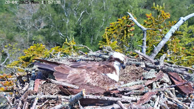 A close-up of an osprey sitting on its nest, which is constructed of sticks and surrounded by green foliage. The bird has brown and white feathers, with a distinctive white head and a dark eye stripe. The background shows a dense forest with trees outside the nest. The timestamp in the top left corner reads "28-04-2025 Mon 11:57:38."