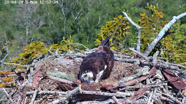 A juvenile bird of prey, likely an osprey, is sitting in its nest made of sticks and twigs, with some green moss, high up among the branches of a tree. The bird's head is bent downward, and it is looking directly at the camera with yellow eyes. The background consists of green foliage and tree branches. A timestamp at the top left corner shows the date "28-04-2025" and the time "12:57:34".