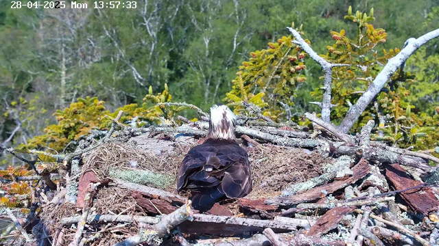 A bird with black and white feathers is sitting in a nest made of sticks and twigs on a tree branch. The nest is surrounded by green foliage with some yellowish leaves. In the background, there are more trees and greenery. The timestamp in the top left corner indicates the date as April 28, 2025, and the time as 13:57:33.