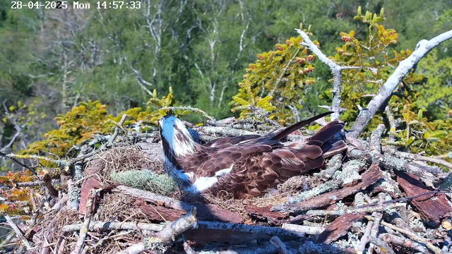 A bird with brown and white feathers is lying in a nest made of twigs and moss on a tree branch. The bird has a white face with dark markings and a black beak, and is surrounded by green leaves and branches. The background shows a dense forest with various green trees. The image includes a timestamp at the top left corner indicating the date and time as "28-04-2025 Mon 14:57:33."