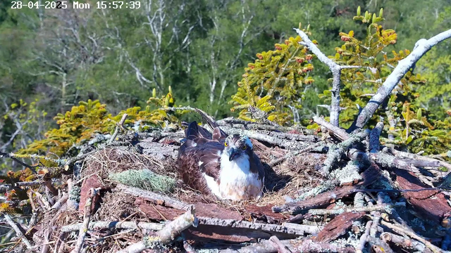 A mature hawk is resting in its nest, which is made of sticks and branches. The nest is situated high in a tree with green foliage and branches extending in various directions. The hawk is facing forward, with a sharp beak and intense eyes, looking directly at the camera. The background shows a forested area with trees and sunlight filtering through the leaves. The timestamp on the image reads "28-04-2025 Mon 15:57:39".