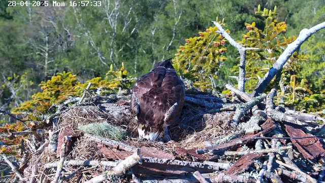 A close-up of an osprey nest in a tree, with a bird perched inside, facing away from the camera. The nest is made of sticks and twigs, surrounded by green foliage and branches. The background shows a clear sky and distant trees. The time and date are displayed at the top left corner.