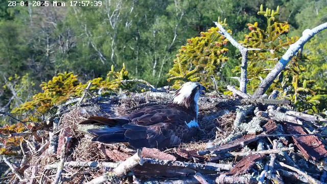 A close-up view of an osprey sitting in its nest made of sticks and twigs, situated on a tree branch. The bird has brown and white feathers, with a distinctive white head and a dark eye stripe. In the background, there are green trees and foliage, with sunlight illuminating the scene. The timestamp in the upper left corner indicates the date as April 28, 2025, and the time as 17:57:39.