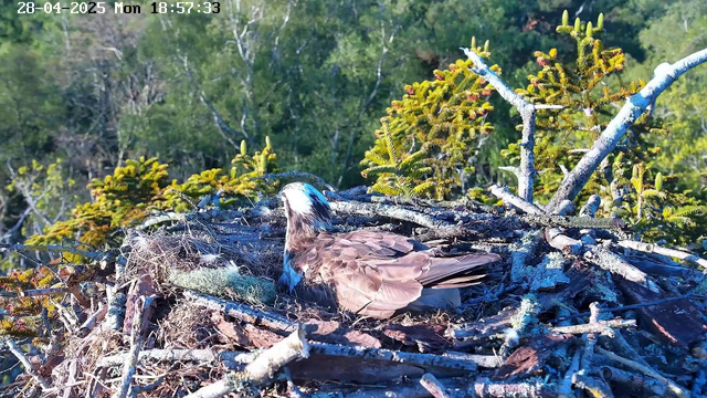 A bird, possibly an osprey, is sitting in a large nest made of sticks and twigs on a tree. The nest is situated among green foliage, with a background of dense trees and a bright, sunny sky. The image shows a timestamp at the top left corner reading "28-04-2025 Mon 18:57:33."