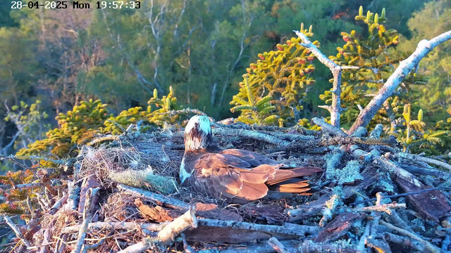 A bird with brown and white feathers rests in a nest built among the branches of a tree, with green foliage in the background. The image was taken at sunset, casting warm light over the scene. The timestamp shows it is Monday, April 28, 2025, at 7:57 PM.