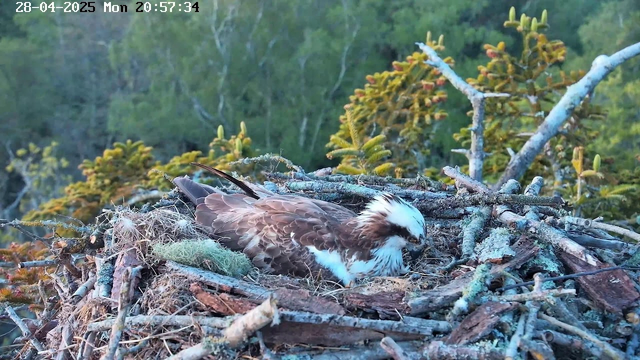A young osprey is resting on its nest made of sticks and moss, surrounded by green foliage. The nest is situated high in a tree, and the background features dense green leaves and branches. The image is timestamped April 28, 2025, at 8:57 PM.