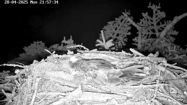 A bird is lying on its side in a nest made of sticks and twigs, situated among branches and leaves. The image appears to be in black and white and is taken at night, as indicated by the dark background. The nest is on a tree, and the bird is resting with its wings partially spread out. The timestamp on the image shows the date as April 28, 2025, and the time as 21:57:34.