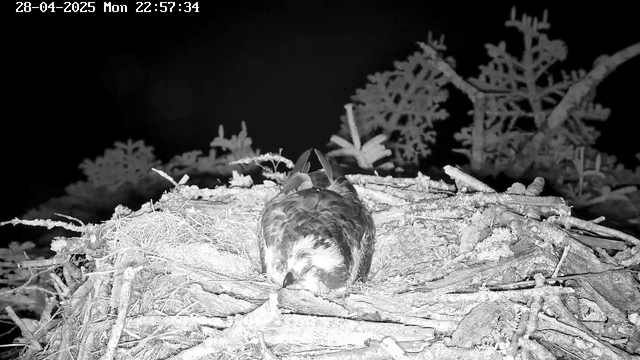 A bird, likely an osprey, is lying in a nest made of sticks and twigs on a tree branch at night. The nest is surrounded by some foliage, and the image appears in black and white, taken by a webcam. The timestamp in the top left corner indicates the date as April 28, 2025, and the time as 10:57 PM.