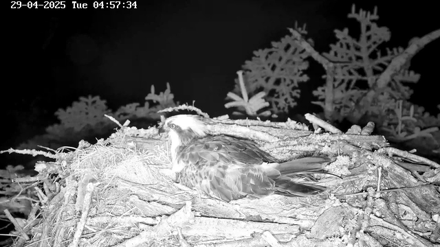 A black-and-white image taken from a webcam at night shows an osprey resting on its nest made of sticks and twigs. The background features some branches and leaves of trees, with a dark sky overhead. The timestamp at the top left corner indicates the date and time as April 29, 2025, at 4:57 AM.