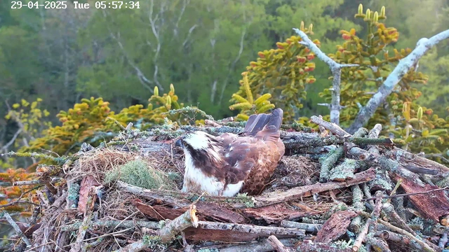 A bird of prey, likely an osprey, is sitting in a large nest made of sticks, branches, and moss. The nest is situated in a tree with green foliage, and the background shows a lush, leafy forest. The image is timestamped April 29, 2025, at 5:57 AM.