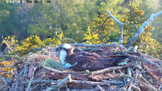 An ospreys' nest made of sticks is built high among branches of a tree. Inside the nest, a young osprey with brown and white feathers is sitting, looking alert. The background shows green foliage and sunlight filtering through the trees. The timestamp on the image is "29-04-2025 Tuesday 06:57:34".