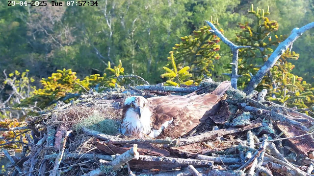 A bird of prey, likely an osprey, is resting in a large nest made of sticks and twigs on top of a tree. The bird has brown and white plumage, with a distinctive white head and dark eye markings. The nest is situated among green foliage with sunlight illuminating the scene, and the background features a dense forest with various trees. The timestamp in the top left corner indicates the date and time as April 29, 2025, at 07:57:34 on a Tuesday.
