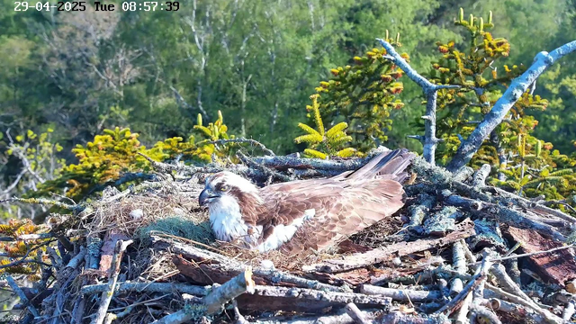 A young osprey bird is resting in its large nest made of sticks and twigs, situated high in a tree with green foliage in the background. The bird has brown and white feathers, with a white head and a dark beak. The scene is brightly lit, indicating it is morning. The timestamp in the top left corner shows the date as April 29, 2025, and the time as 8:57 AM.