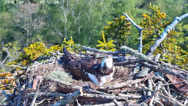 A young osprey is sitting in its nest made of sticks and moss, high in a tree, with green leaves and branches surrounding it. The bird has brown and white feathers, and it appears to be looking up or around. The background is filled with lush green foliage, and a timestamp in the top left corner indicates the date and time as April 29, 2025, at 9:52 AM.
