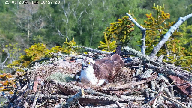 A bird of prey, with brown and white feathers and piercing yellow eyes, is resting in a large nest made of sticks, twigs, and moss. The nest is situated amid green foliage, with branches and leaves in the background. The scene appears to be outdoors during the daytime. The bird is looking to the side, and the nest is positioned high in a tree. The timestamp in the upper left corner shows "29-04-2025 Tue 10:57:28".
