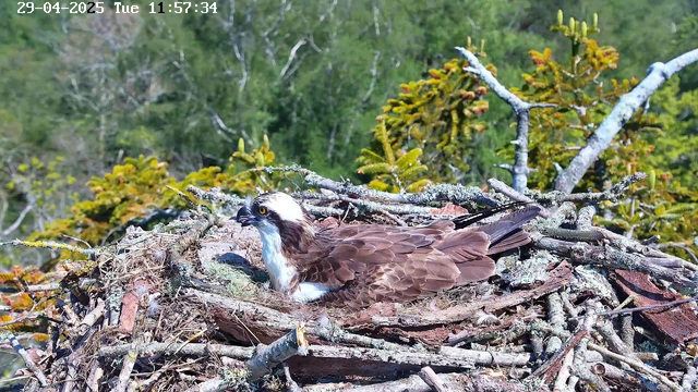 An osprey is sitting in its nest made of sticks and moss, high in a tree with green foliage in the background. The bird has brown and white plumage, yellow eyes, and a curved beak, and appears to be resting or observing its surroundings. The image is timestamped "29-04-2025 Tue 11:57:34."
