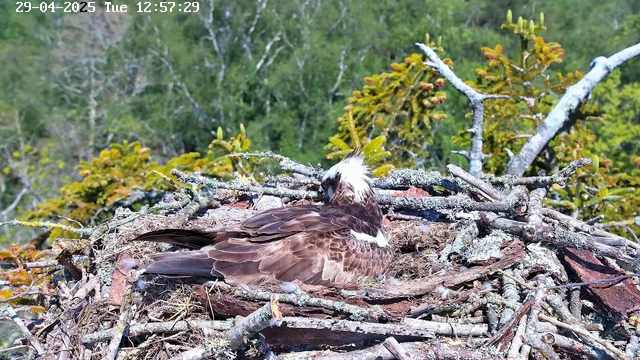 A bird of prey, possibly an osprey, is resting in a nest made of sticks and branches on a tree. The bird has a white head with a dark eye stripe, a brown body, and is surrounded by green foliage in the background. The timestamp on the image indicates it was taken on April 29, 2025, at 12:57 PM.