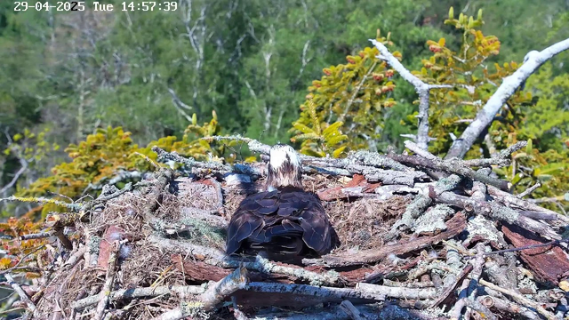 A bird with a white head and dark brown body is sitting in a large nest made of sticks and moss. The nest is situated high in a tree, surrounded by green foliage. The background is filled with green leaves and branches, indicating a dense forest. The top left corner displays a timestamp that reads "29-04-2025 Tue 14:57:39".