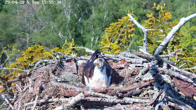 A bird of prey, likely an osprey, is sitting in its nest made of sticks and twigs. The nest is situated among green foliage, with trees and plants visible in the background. The osprey has a white underside, dark brown wings, and piercing yellow eyes, and is looking directly at the camera. The scene appears to be outdoors in a forested area during daylight. There is a timestamp in the upper left corner indicating the date and time as April 29, 2025, at 15:55:30.