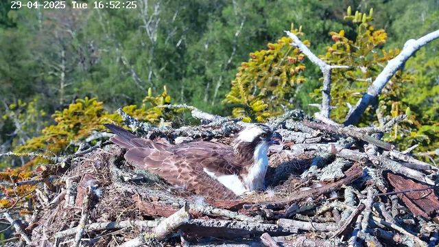 A young osprey is resting in its nest made of twigs and branches, situated high among green leafy trees. The bird has brown and white feathers, a sharp hooked beak, and is looking to the right. The background consists of dense green foliage. The image is timestamped "29-04-2025 Tue 16:52:25" at the top left corner.