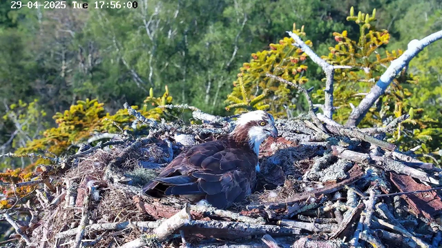 A bald eagle is sitting in its nest made of sticks and branches, surrounded by green trees and foliage. The eagle has a white head with yellow eyes and a dark brown body. The weather appears clear and sunny. The date and time displayed on the top left corner is April 29, 2025, at 17:56.