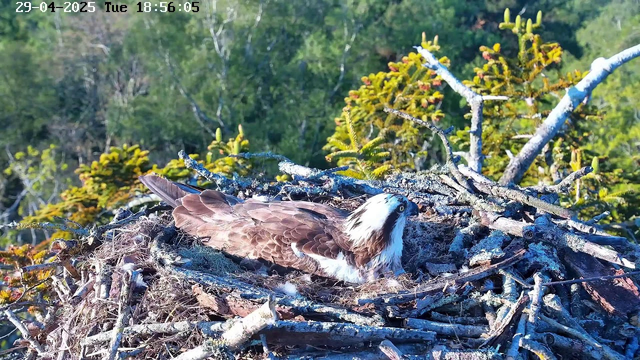 An osprey is lying in its nest made of sticks and twigs, surrounded by green foliage and tree branches. The bird has brown and white feathers, with a white head marked by a dark stripe through its eye. The nest is positioned high in the trees, and the scene appears to be set outdoors on a bright day. The timestamp in the upper left corner indicates the date as April 29, 2025, and the time as 6:56:05 PM.