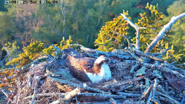 An osprey is resting in its large nest made of twigs and branches, situated among green pine trees. The scene is lit by warm sunlight, with the background showing dense trees and foliage. The image is timestamped "29-04-2025 Tuesday 19:56:04" in the top left corner.