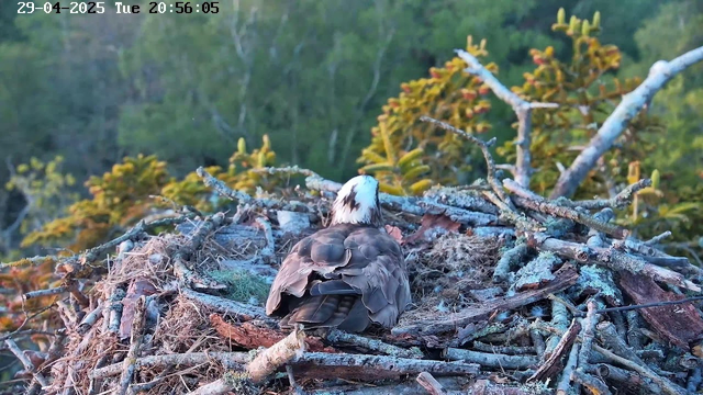 A young osprey sits in its nest, which is made of sticks and surrounded by green foliage. The bird has a white head with dark markings and brown feathers on its body. The background features a blurred view of trees and shrubs. The timestamp in the top left corner indicates the date as April 29, 2025, and the time as 20:56:05.