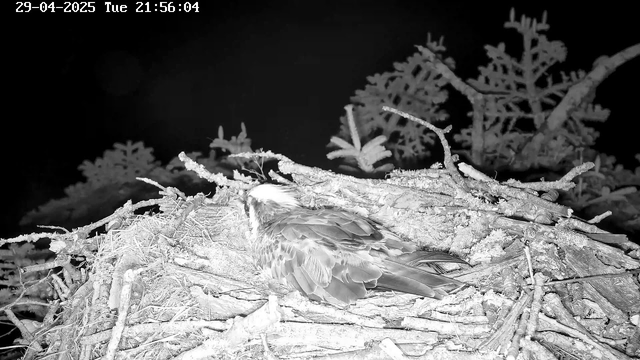 A bird is resting in a nest made of sticks and twigs on a tree branch. The bird has feathers with a pattern that appears light against the darker background. The image is in black and white, taken at night with the time and date displayed at the top left corner.