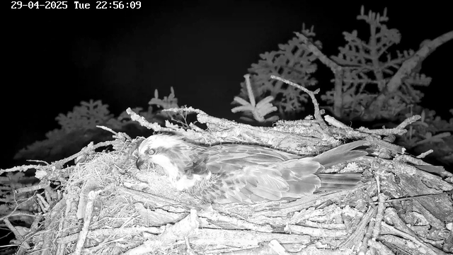 A bird, likely an osprey, is sitting on its nest made of twigs and branches. The scene is captured in black and white. The background is dark, with some foliage visible behind the nest. The top-left corner displays the date and time: April 29, 2025, at 22:56:09.