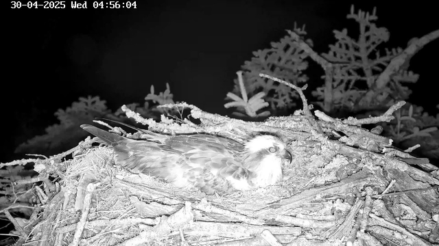 A bird, possibly an osprey, is lying in its nest made of twigs and branches. The nest is situated on a tree with leaves and branches visible in the background. The image is in black and white and appears to be captured at night, as indicated by the date and time stamp at the top.