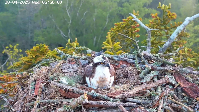 A young hawk is perched in a large nest made of twigs and branches, surrounded by green foliage and blurred trees in the background. The hawk has brown and white feathers, sharp yellow eyes, and appears to be watching its surroundings. The image is taken from a webcam, with a timestamp indicating it was captured on April 30, 2025, at 5:56 a.m.