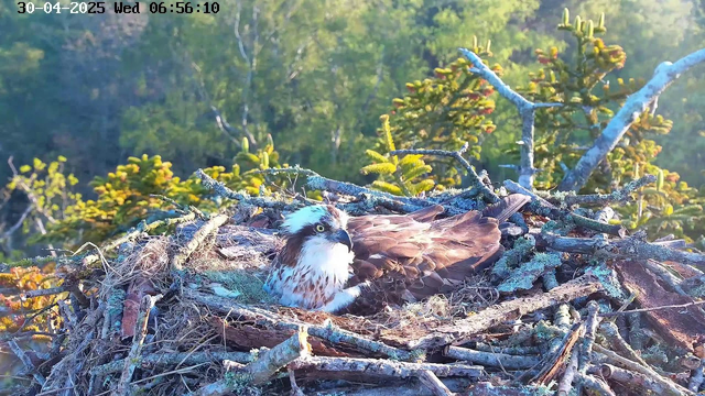 A bird of prey with brown and white feathers is perched in a large nest made of twigs and branches. The bird has piercing yellow eyes and a hooked beak. The nest is situated among green foliage, with sunlight illuminating the scene, and there is a distant, blurred background of trees. The image has a timestamp at the top left corner indicating it was captured on April 30, 2025, at 6:56 AM.