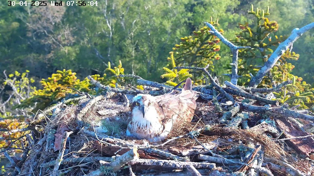 A young falcon is sitting in its nest made of twigs and moss, situated high in a tree. The background shows lush green foliage and a bright, sunny sky. The image is timestamped "30-04-2025 Wed 07:56:04" in the top left corner.