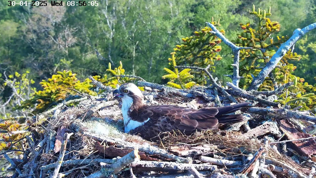 A young osprey is sitting in its nest made of sticks and branches, with lush green trees in the background. The bird has brown and white feathers and is looking alert, with its beak slightly open. The nest is situated high in a tree under bright sunlight. The timestamp in the top left corner indicates the date and time as April 30, 2025, at 8:56 AM on a Wednesday.