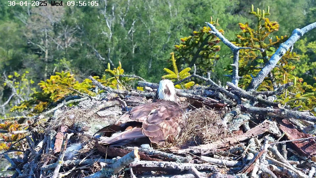 A bald eagle is sitting on its nest made of sticks and twigs, surrounded by green trees and foliage. The eagle has a white head and brown body, facing away from the camera. The photo has a timestamp and date at the top left corner.