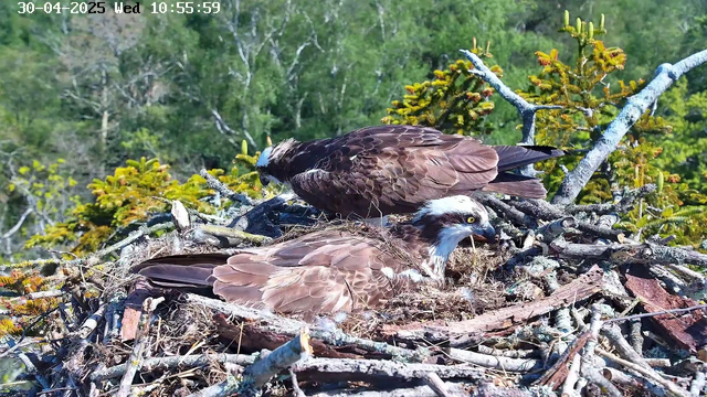 Two ospreys are sitting in a large nest made of sticks and twigs on a tree branch. One osprey is standing, looking downward, while the other is lying down with its head raised and looking to the side. The background features green foliage and trees, indicating a natural, outdoor setting. The timestamp on the top left indicates the date and time as April 30, 2025, at 10:55:59 AM.