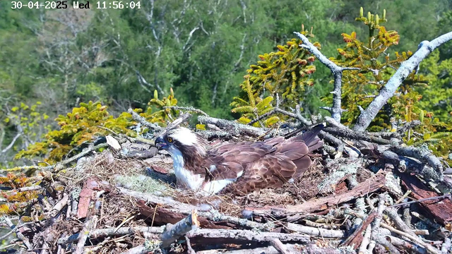 An osprey is resting in its nest made of sticks on a tree branch, with green foliage and trees in the background. The bird has a white head with dark markings around its eyes and a brown body. The image is captured by a webcam, and the date and time displayed at the top are "30-04-2025 Wed 11:56:04."