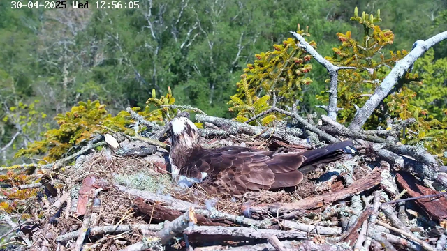 A young osprey is resting in its nest made of twigs and branches, situated high among green trees. The bird has brown and white feathers and appears to be looking upward, with a background of lush foliage. The image is captured from a webcam, with the date and time displayed at the top.