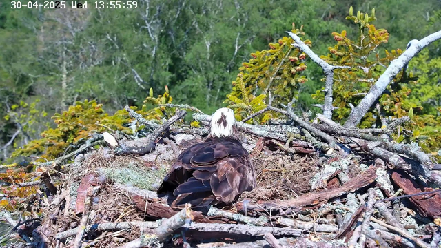 A bird of prey with white and dark brown plumage is sitting in its nest made of sticks and twigs. The nest is positioned among green trees and foliage. The image is timestamped and dated as April 30, 2025, at 13:55:59.
