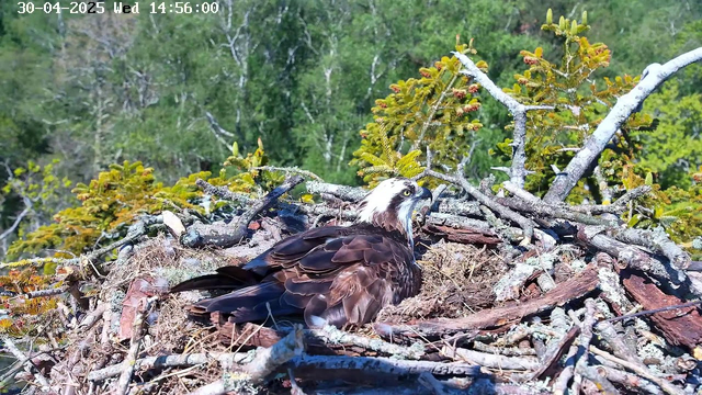 An adult osprey is sitting in its nest made of sticks and twigs, with a backdrop of green trees. The bird has white feathers on its head with dark eye markings and a sharp, hooked beak. It appears to be looking to its right. The nest is situated high among the branches of a tree. The timestamp on the image indicates it was taken on April 30, 2025, at 14:56 on a Wednesday.