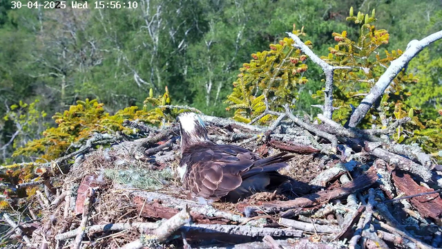 A bird, likely an osprey, is sitting in a large nest made of sticks, twigs, and moss on top of a tree branch. The scene is set against a background of green foliage and trees, with sunlight illuminating the nest and the bird. The image is timestamped "30-04-2025 Wed 15:56:10" in the top left corner.