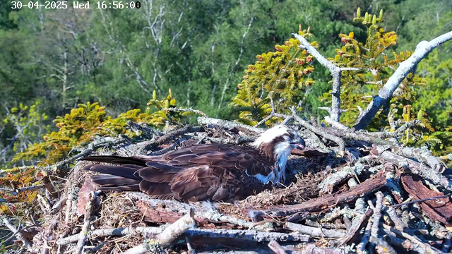 A young osprey bird with brown and white feathers is sitting in a large nest made of sticks, on a tree branch. The nest is surrounded by green coniferous trees and foliage, with sunlight illuminating the scene. The video timestamp shows "30-04-2025 Wed 16:56:00" at the top left corner.