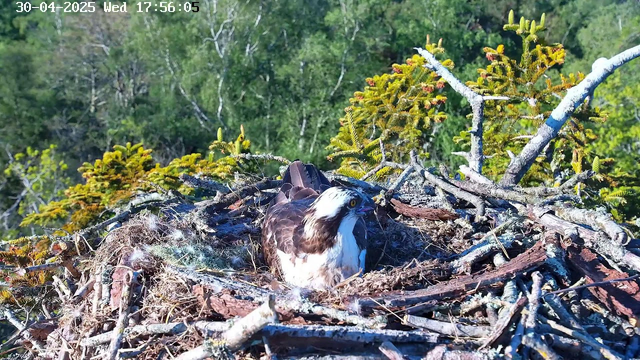 An osprey is sitting in its nest made of twigs and branches, located among coniferous trees. The osprey has a white head with a dark eye stripe, yellow eyes, and brown and white feathers on its body. The surrounding environment is lush and green with various tree branches and foliage. The image is from a webcam, with the date and time displayed at the top.