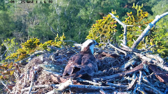 A bird of prey, likely an osprey, is perched on a large nest made of sticks and branches. The nest is situated among green trees and shrubs, with a background of dense foliage. The bird has brown and white feathers, with distinctive white markings on its head and yellow eyes. The image is captured in bright daylight, and there is a timestamp at the top showing the date "30-04-2025" and the time "18:56:10".
