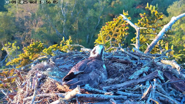 A bird of prey, possibly an osprey, is sitting in its nest made of sticks and moss on a tree branch. The tree has green foliage, and the background features a forest with tall trees. The image is brightly lit, indicating it is either early in the morning or late in the afternoon. The timestamp in the upper left corner shows the date as April 30, 2025, and the time as 19:56:05.