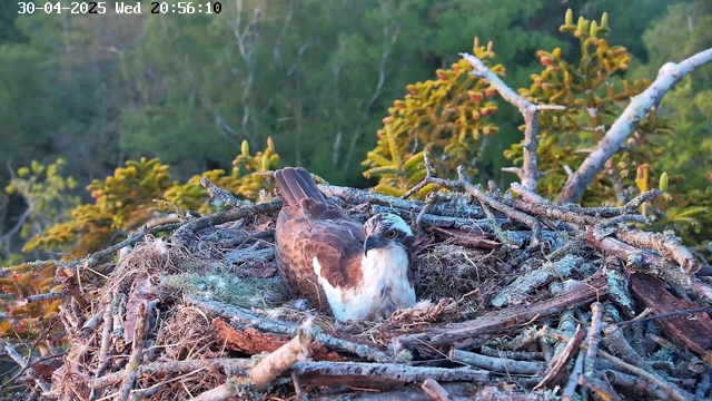 A young hawk is sitting in its nest made of twigs, moss, and dried grass, high up in a tree. The hawk is looking directly at the camera with a watchful expression. The background shows a lush green forest, and the time and date are displayed at the top of the image.