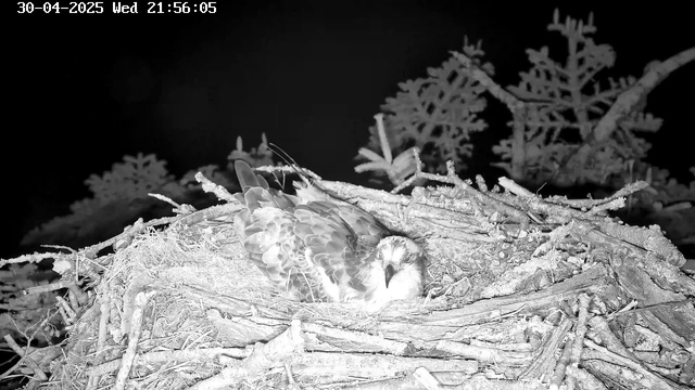 A bird with light and dark feathers is lying in a nest made of sticks and twigs. The nest is situated among tree branches and leaves. The image is in black and white, and the scene appears to be at night, with the bird looking towards the camera. The timestamp at the top left indicates the date and time as April 30, 2025, at 21:56:05.